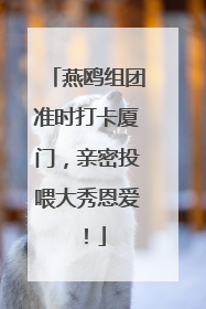 燕鸥组团准时打卡厦门，亲密投喂大秀恩爱！
