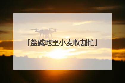 盐碱地里小麦收割忙