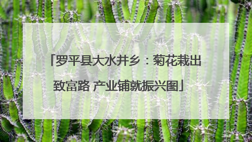 罗平县大水井乡：菊花栽出致富路 产业铺就振兴图