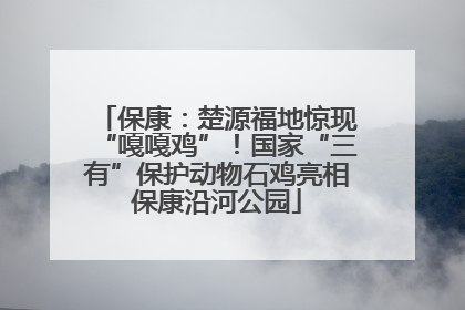 保康：楚源福地惊现“嘎嘎鸡”！国家“三有”保护动物石鸡亮相保康沿河公园