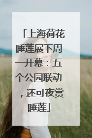 上海荷花睡莲展下周一开幕：五个公园联动，还可夜赏睡莲