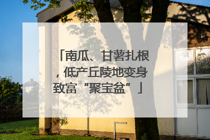南瓜、甘薯扎根，低产丘陵地变身致富“聚宝盆”