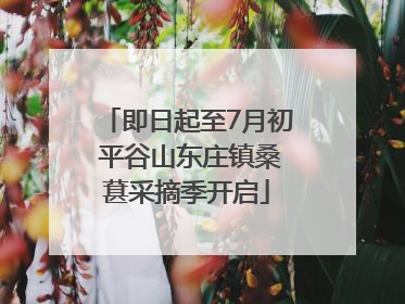 即日起至7月初 平谷山东庄镇桑葚采摘季开启
