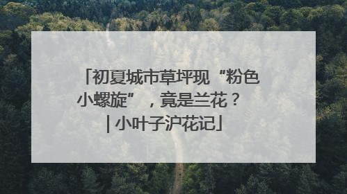初夏城市草坪现“粉色小螺旋”，竟是兰花？ | 小叶子沪花记
