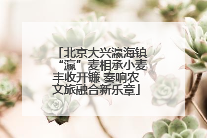 北京大兴瀛海镇“瀛”麦相承小麦丰收开镰 奏响农文旅融合新乐章
