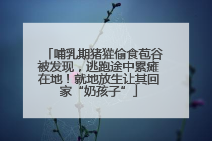 哺乳期猪獾偷食苞谷被发现，逃跑途中累瘫在地！就地放生让其回家“奶孩子”