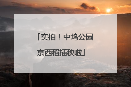实拍！中坞公园京西稻插秧啦