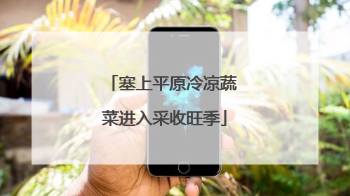 塞上平原冷凉蔬菜进入采收旺季