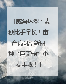 威海环翠：麦穗比手掌长！亩产高1倍 新品种“巨无霸”小麦丰收！
