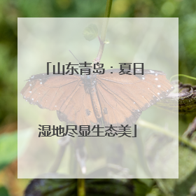 山东青岛：夏日湿地尽显生态美