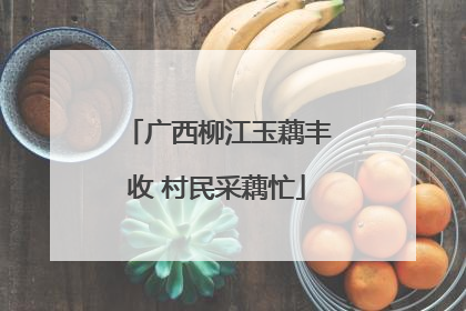 广西柳江玉藕丰收 村民采藕忙