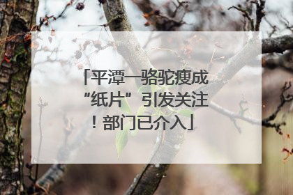 平潭一骆驼瘦成“纸片”引发关注！部门已介入