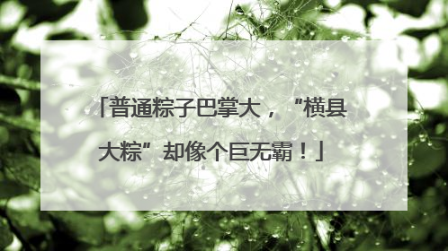 普通粽子巴掌大，“横县大粽”却像个巨无霸！