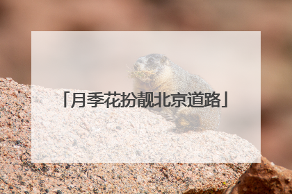 月季花扮靓北京道路