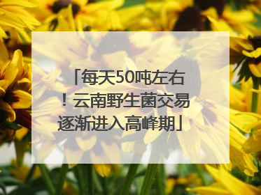 每天50吨左右！云南野生菌交易逐渐进入高峰期