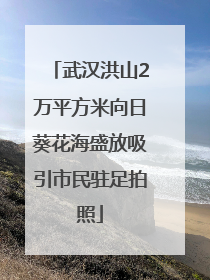 武汉洪山2万平方米向日葵花海盛放吸引市民驻足拍照