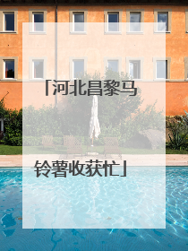 河北昌黎马铃薯收获忙