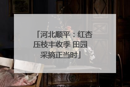 河北顺平：红杏压枝丰收季 田园采摘正当时