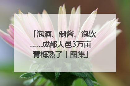 泡酒、制酱、泡饮……成都大邑3万亩青梅熟了丨图集