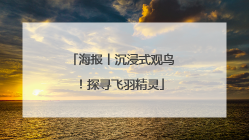海报丨沉浸式观鸟！探寻飞羽精灵