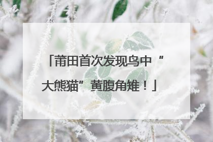 莆田首次发现鸟中“大熊猫”黄腹角雉！