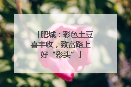 肥城：彩色土豆喜丰收，致富路上好“彩头”