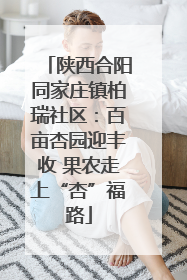 陕西合阳同家庄镇柏瑞社区：百亩杏园迎丰收 果农走上“杏”福路
