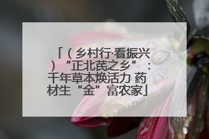 （乡村行·看振兴）“正北芪之乡”：千年草本焕活力 药材生“金”富农家